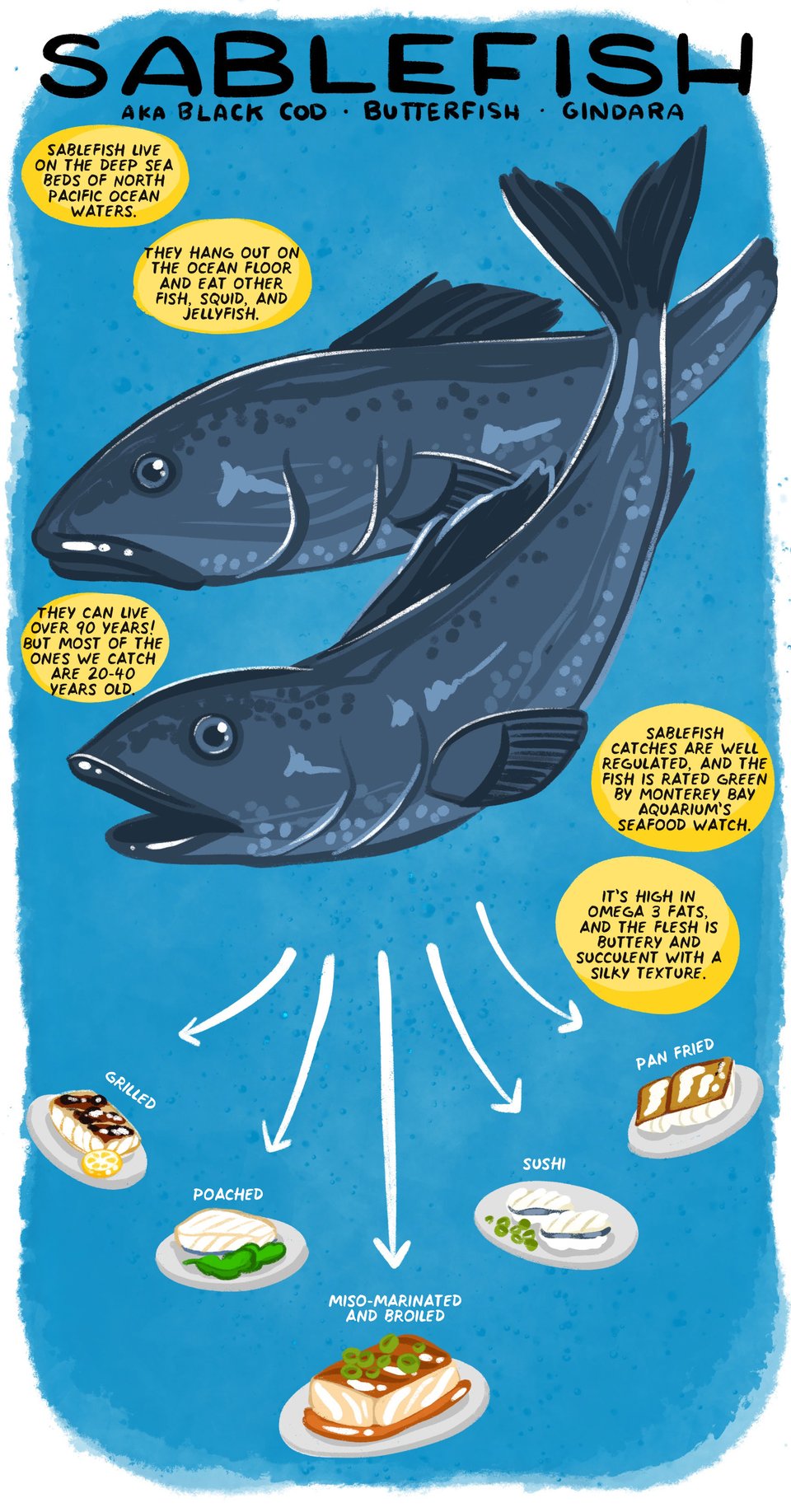aka black cod, butterfish, gindara
Sablefish live on the deep sea beds of North Pacific Ocean waters.

They hang out on the ocean floor and eat other fish, squid, and jellyfish.

They can live over 90 years! But most of the ones we catch are 20-40 years old.

In North America, they’re mostly caught wild near Alaska, British Columbia, and the US Pacific Northwest.

Fishing is well regulated, and the fish is rated green by Monterey Bay Aquarium’s seafood watch.

It’s high in omega 3 fats, and the flesh is buttery and succulent with a silky texture.