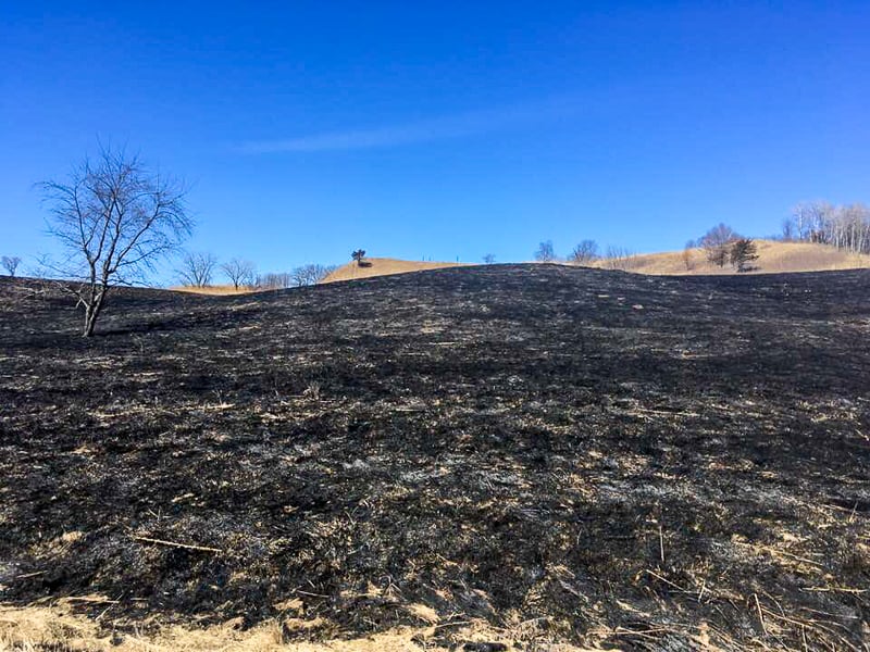 Here’s what a burn area looks like two days after a fire. A week or two later, the eager green shoots of native plants will be everywhere evident. In centuries past, Indigenous residents regularly set fire to these prairies. These days, such wisdom shapes modern practices. / Photo by Pamela Miller