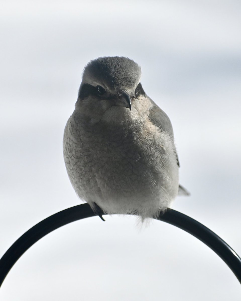 A Northern Shrike (Lanius borealis)—a medium-sized gray, white and black bird with a hooked beak—looks in the general direction of the camera while perching on a black metal shepherd’s hook.