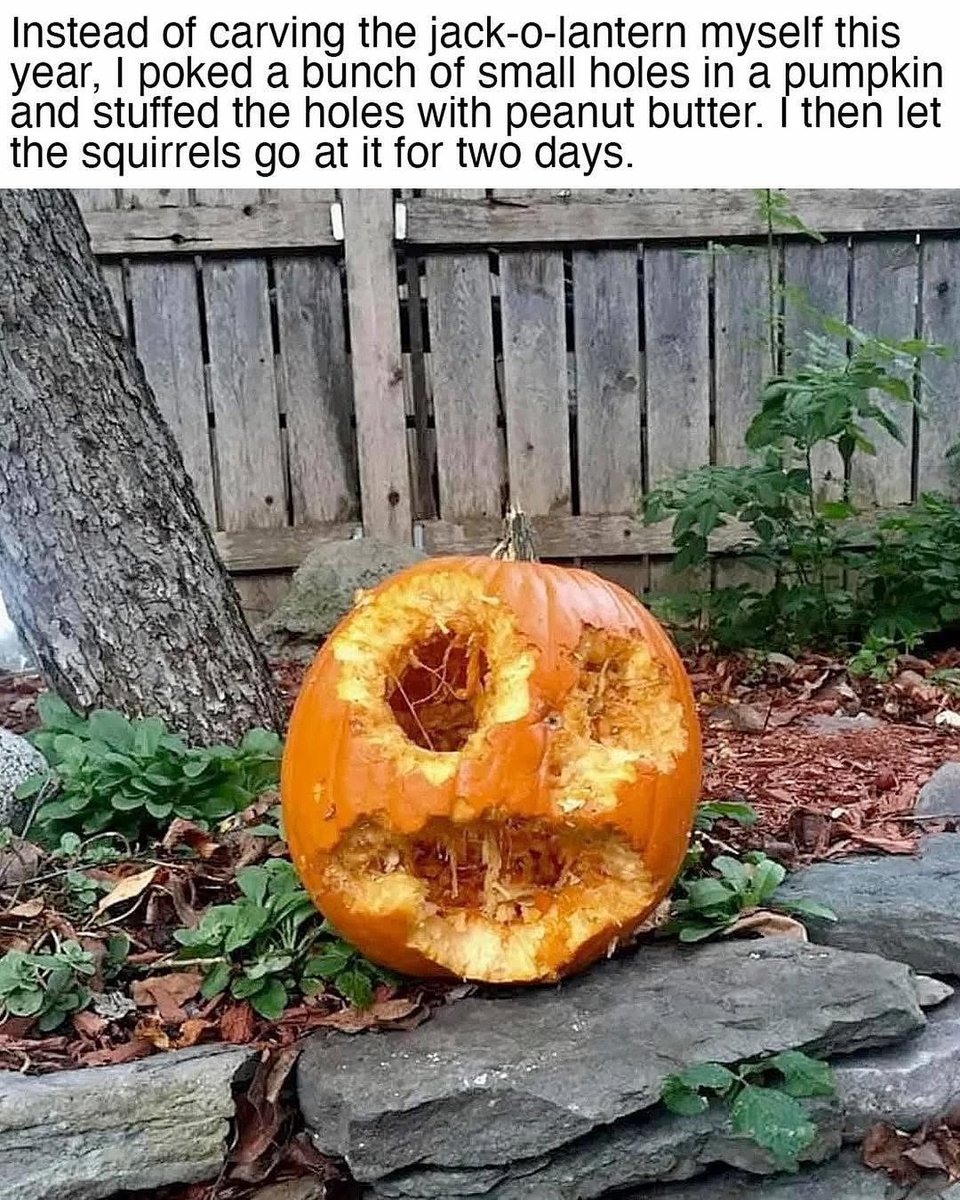 Text reading, "Instead of carving the jack o'lantern myself this year, I poked a bunch of small holes in a pumpkin and stuffed the holes with peanut butter. I then let the squirrels go at it for two days." The pumpkin has vaguely eye-shaped holes and a mouth, with gnawed-on edges.