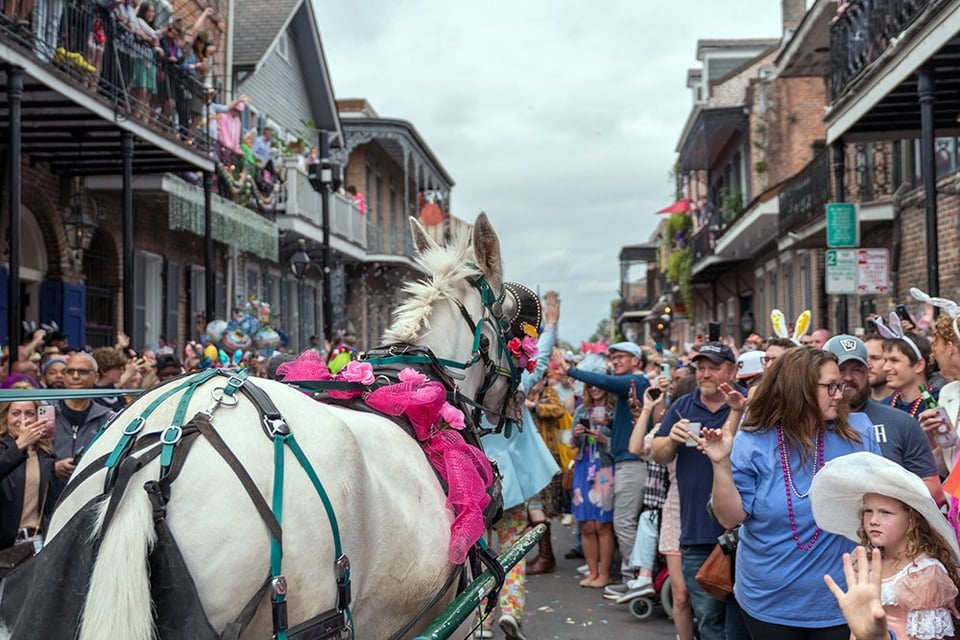 A horse pulling a carriage down a street in New Orleans during the Gay Easter Parade