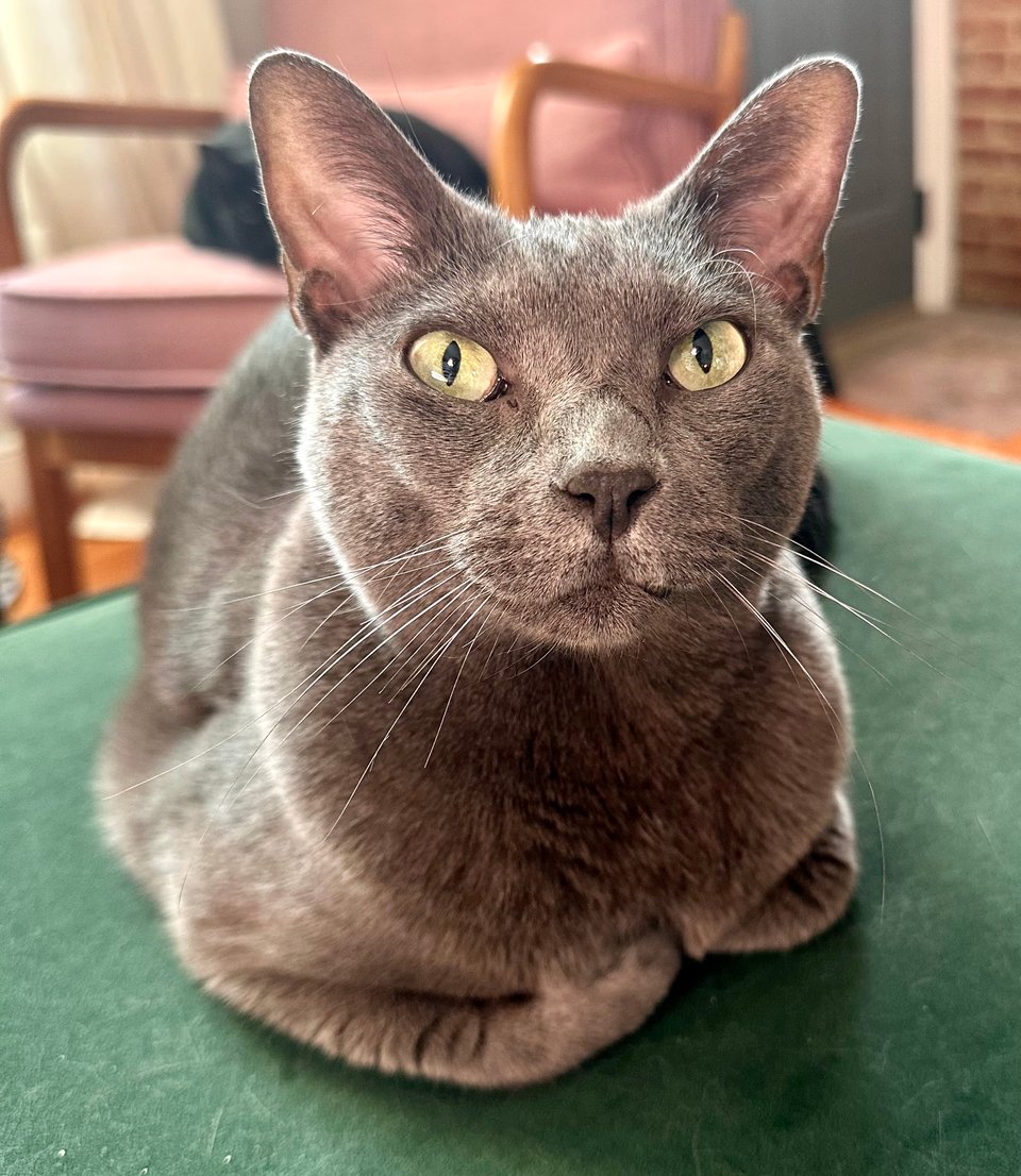a very fancy gray cat named Chloe, tucking her paws and staring defiantly at the viewer