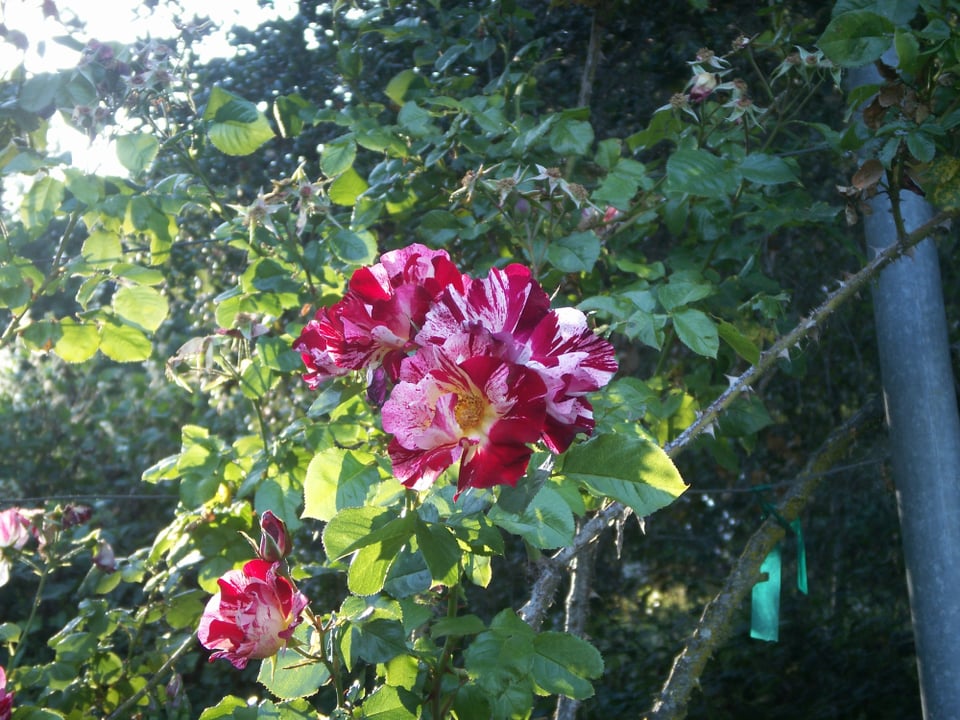 Roses photographed at Oakland's Morcom Rose Garden on a Konica Minolta Dimage X-1 digital camera.