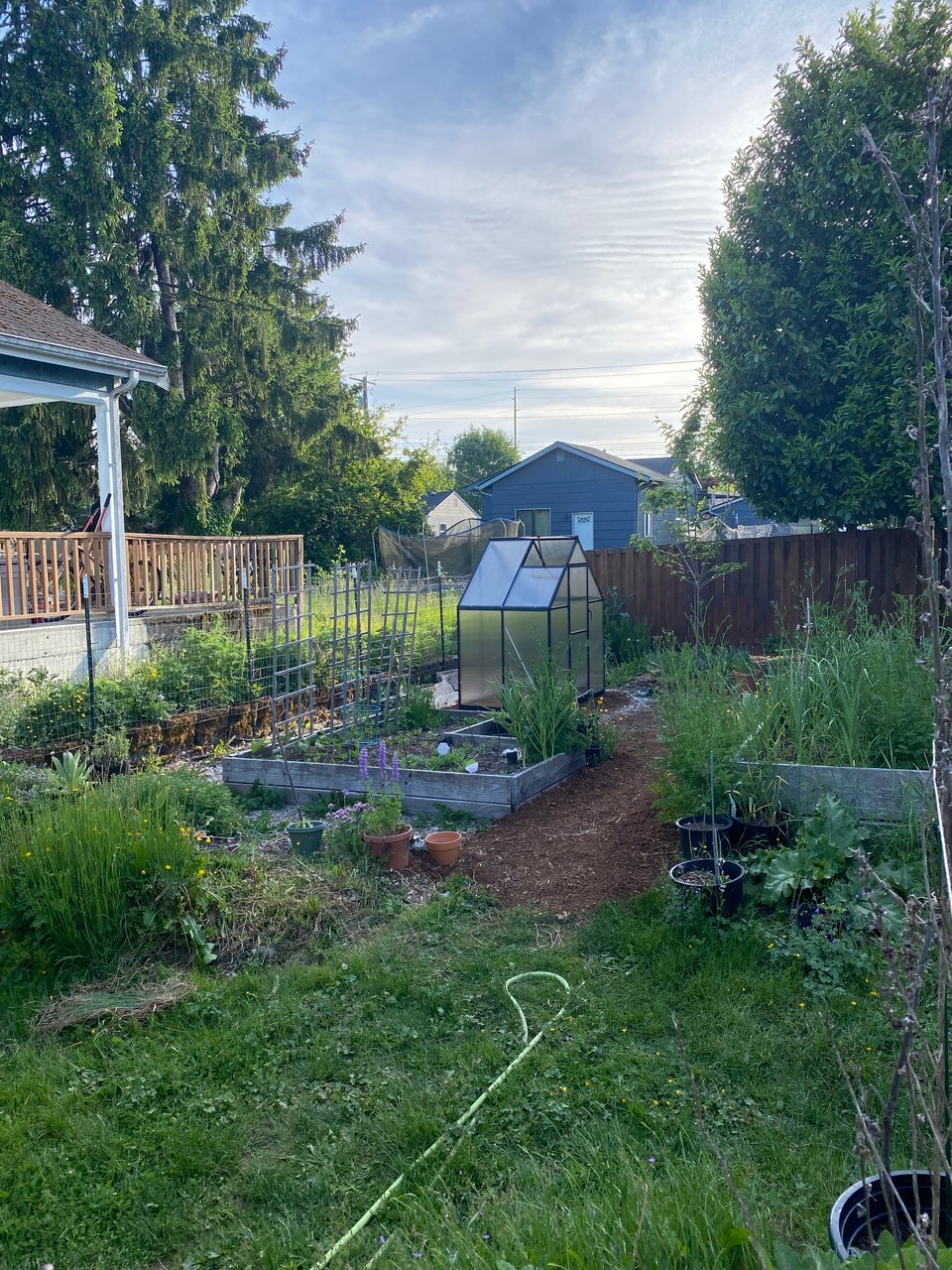photo of my backyard, two raised garden beds with a small greenhouse in the background.