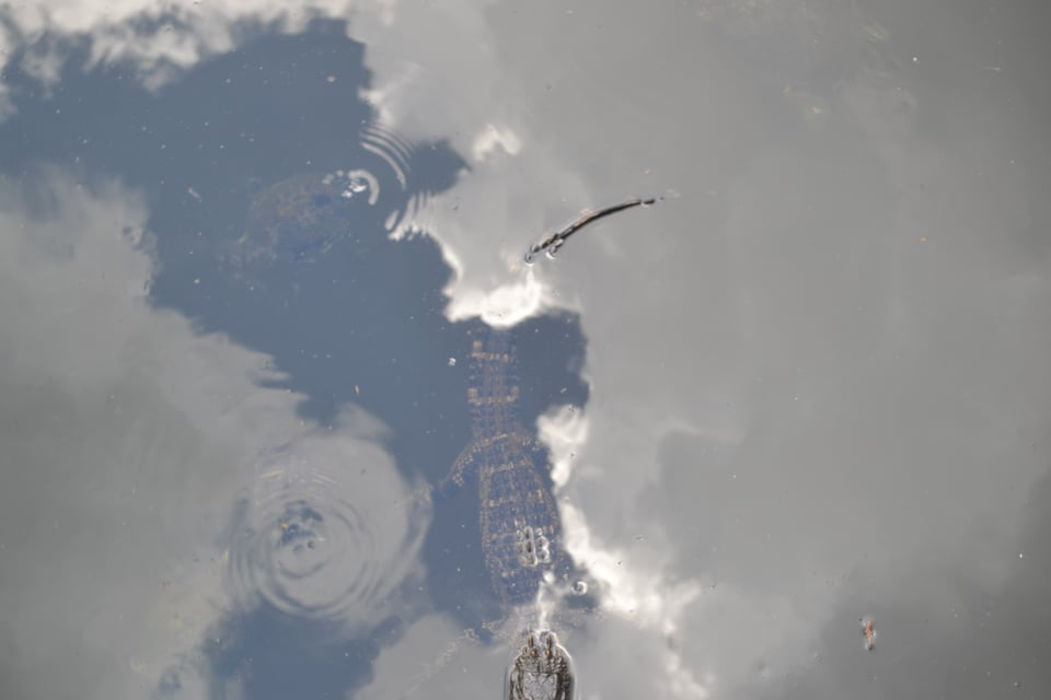 A small gator in water.