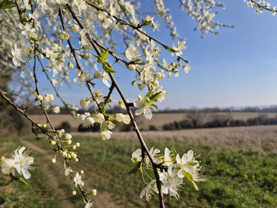 Hawthorn blossom on Bramley Common