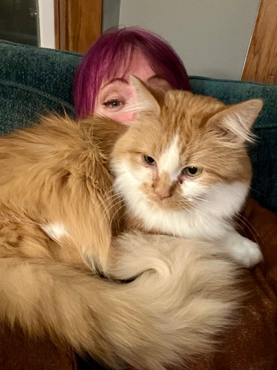 a fluffy orange and white cat forcibly snuggling the author