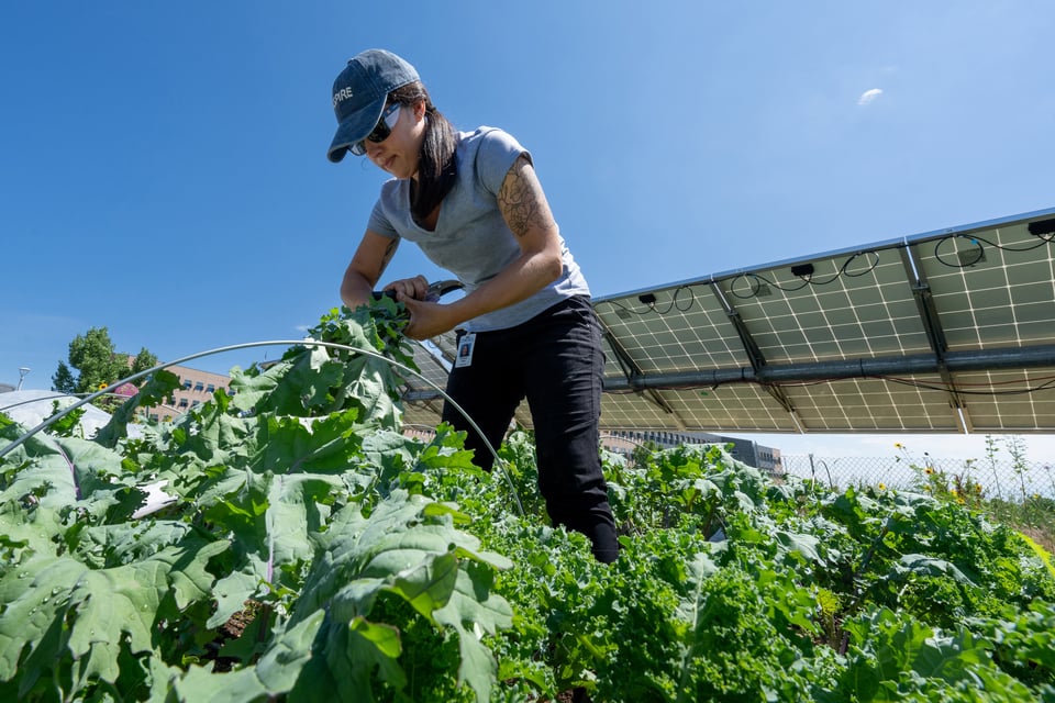 A woman harvests leafy greens in a thriving garden beneath a large solar panel array on a bright, sunny day. Wearing a cap, sunglasses, and a short-sleeved shirt, she bends over the rows of kale, surrounded by lush plants and blue skies. The solar panels above her suggest a dual-use space—combining agriculture and renewable energy—while nearby buildings hint at an urban or institutional setting