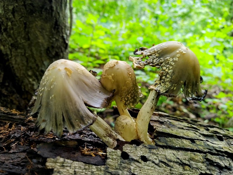 Scaly inky caps (Coprinopsis) are common this time of year. You’ll find them on decaying logs in the park’s shady woods. Some mushroom aficionados consider them edible, but we don’t recommend them — they have to be harvested quickly, before they fade into the “ink” their name hints at, and they contain a toxin that will make you real sick if you consume them with alcohol. Yeah. Hard pass.  / Photo by Jake Gaster