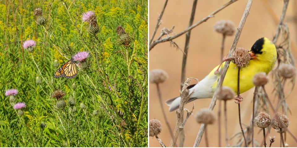 Left: A monarch butterfly nectaring on a field thistle, Frontenac State Park, Aug. 30, 2021. / Photo by sls42, iNaturalist. Right: An American Goldfinch eating thistle seeds. / Photo by Steve Dietz