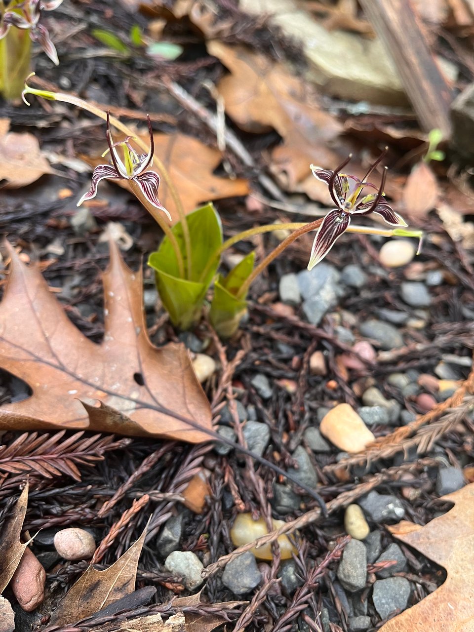 fetid adder's tongue