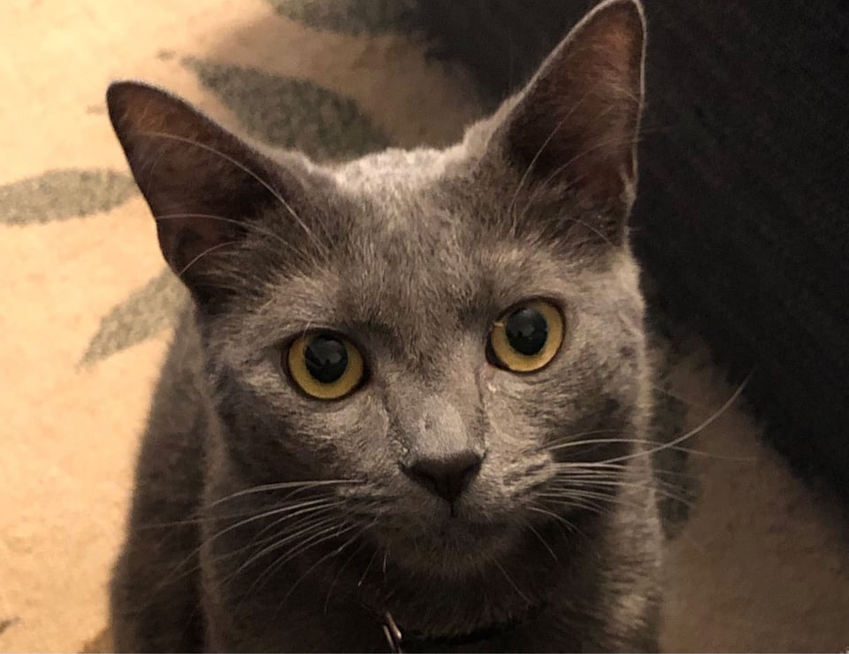a small gray cat with golden eyes, staring intensely at her human