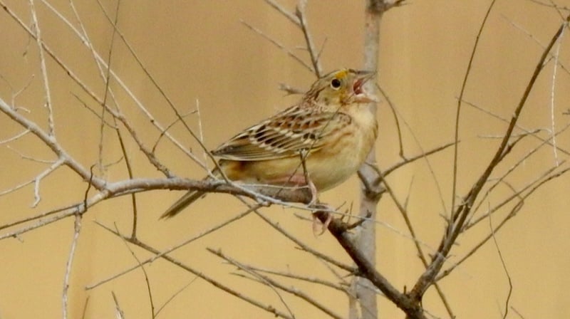 Henslow's Sparrows are a listed (endangered) species in Minnesota, but they can be found in relative abundance in Frontenac State Park prairies. / Photo by Steve Dietz