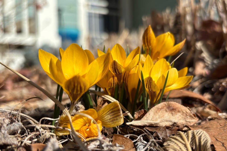 Yellow crocuses