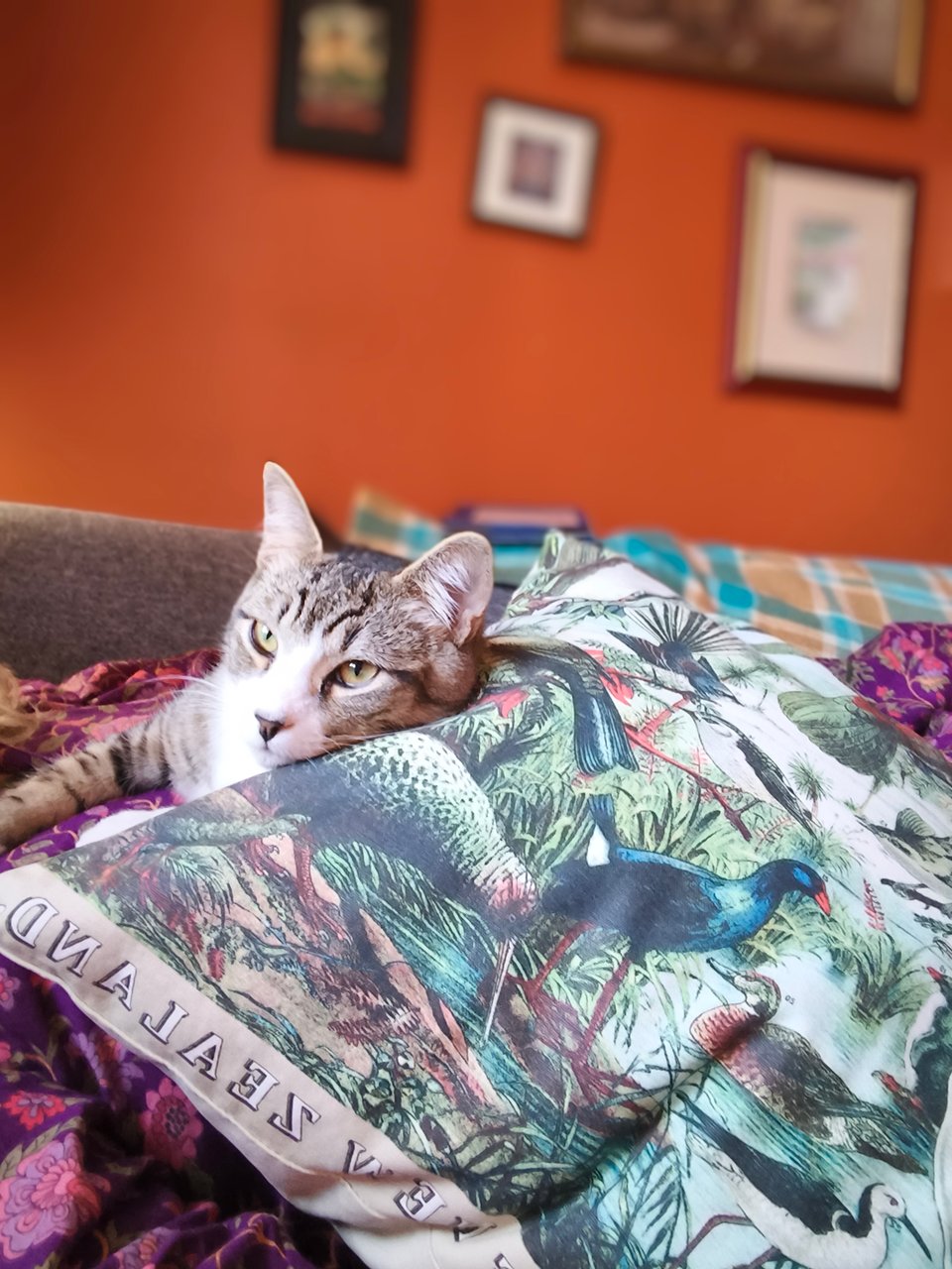 smol tabby cat resting on bird-image covered pillow, orange wall in background
