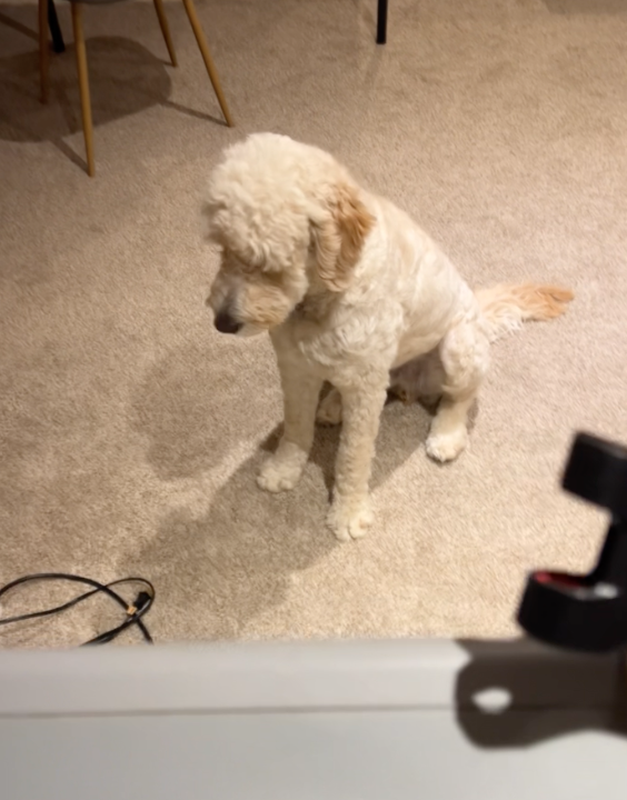 A golden doodle looks down at the ground in sadness sitting in front of a treadmill.