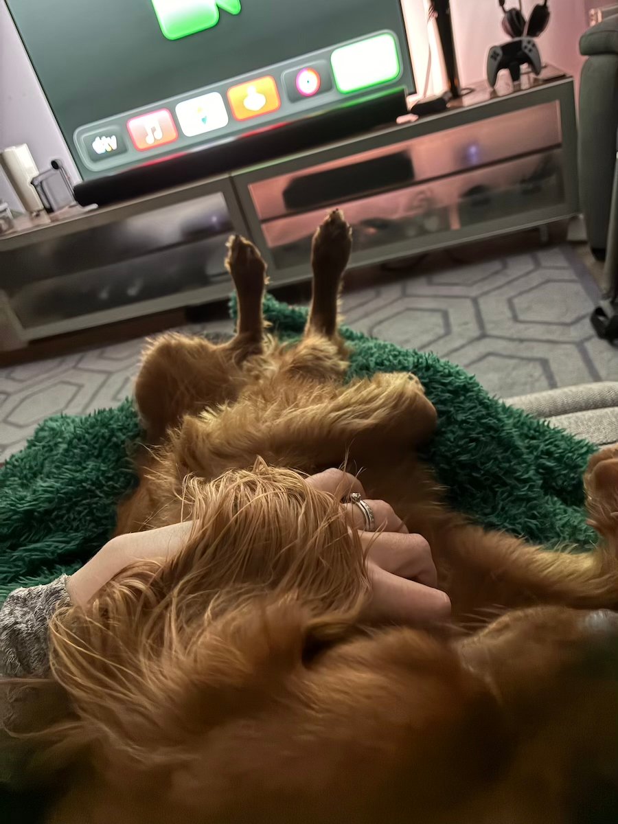 A cute dog with his legs in the air.