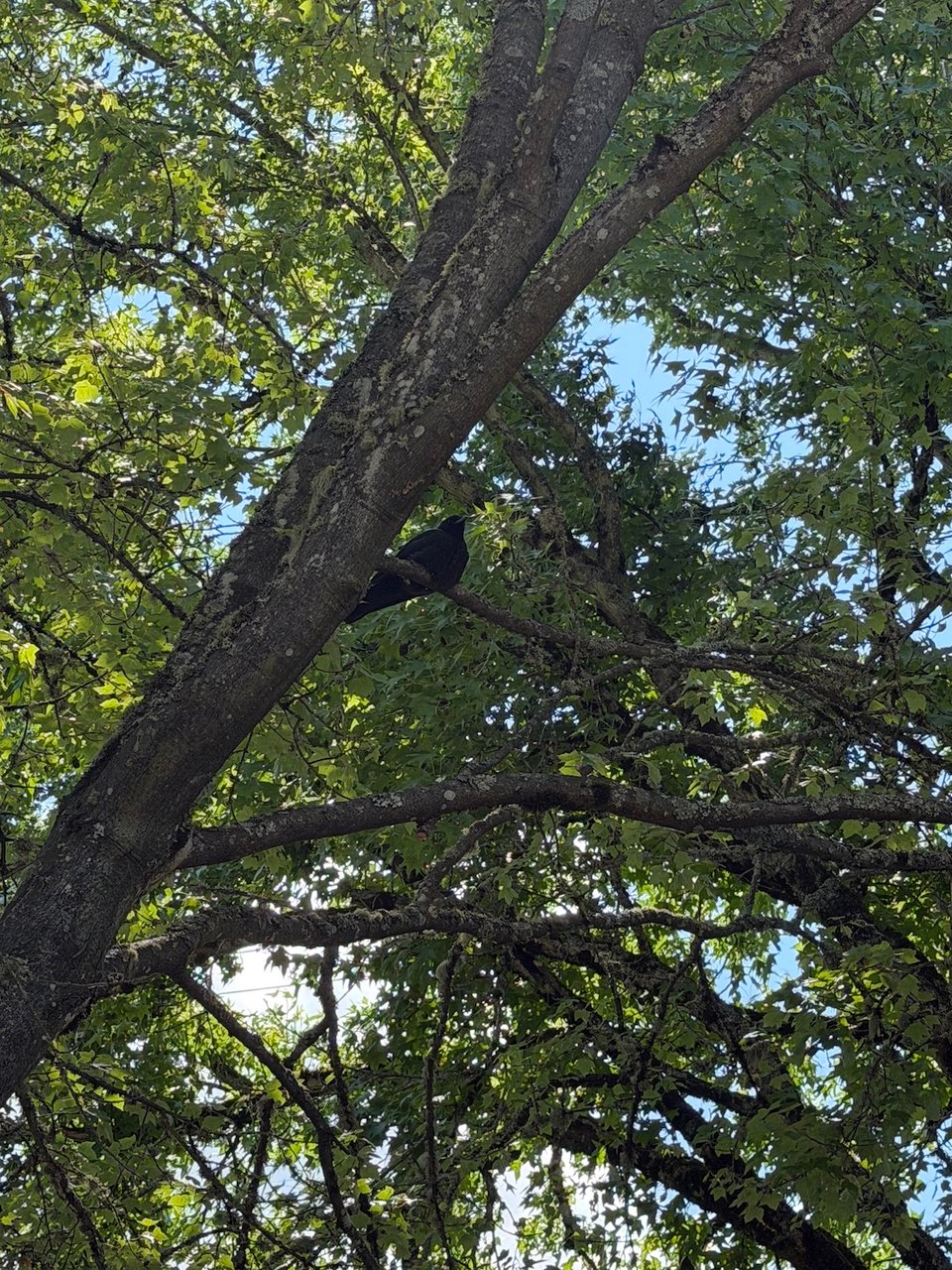 a crow in a tree