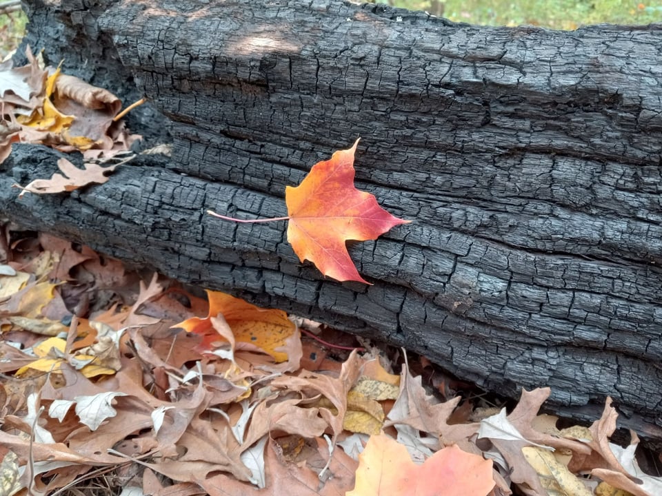 Bright color in a burned landscape. / Photo by Barb Partington