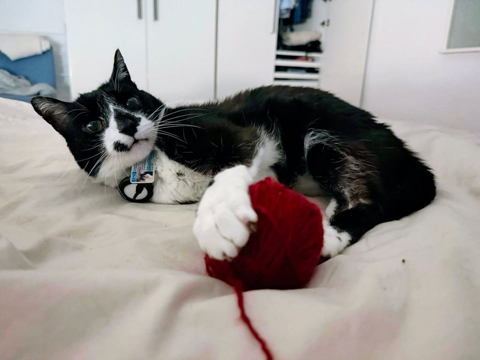 A surprised black and white kitty plays with a burgundy ball of wool on a cream bedspread.