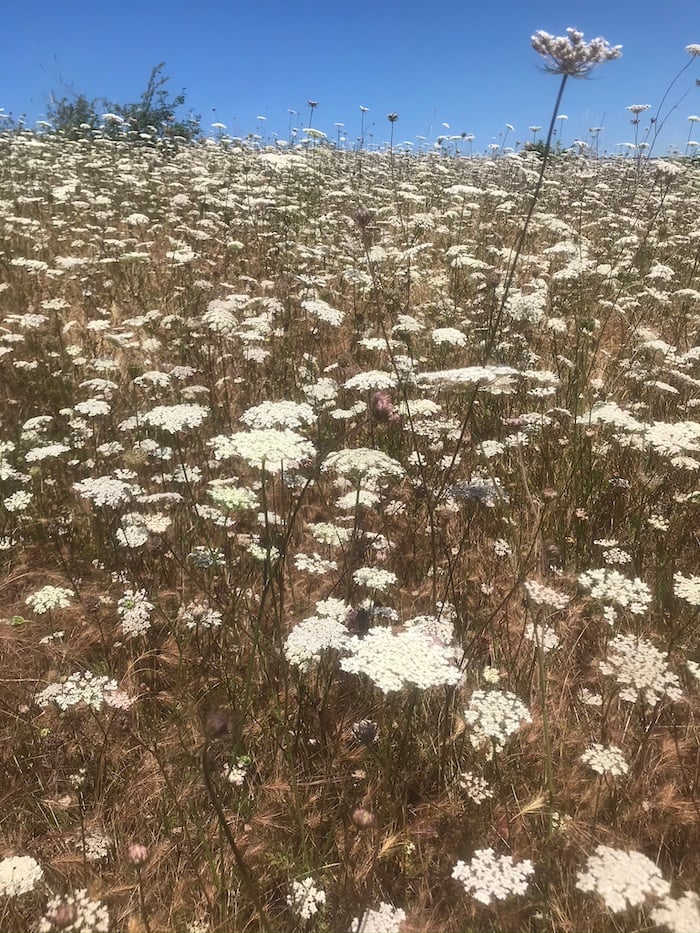 a field of wildflowers