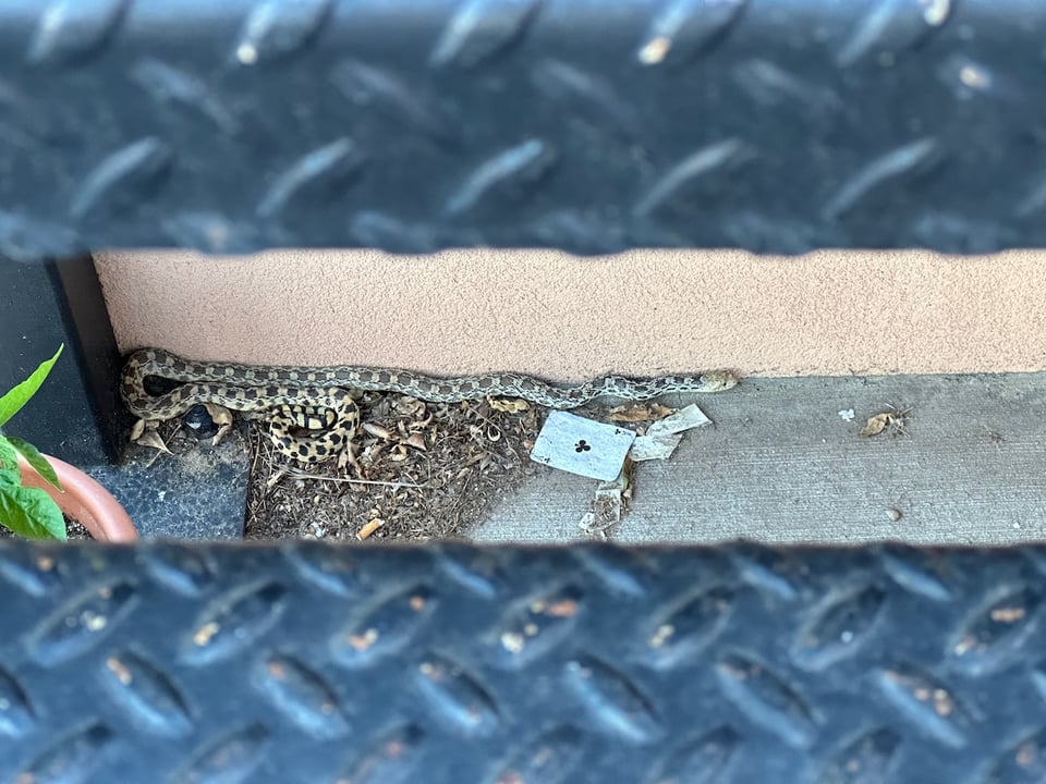 A snake with an ace of clubs.