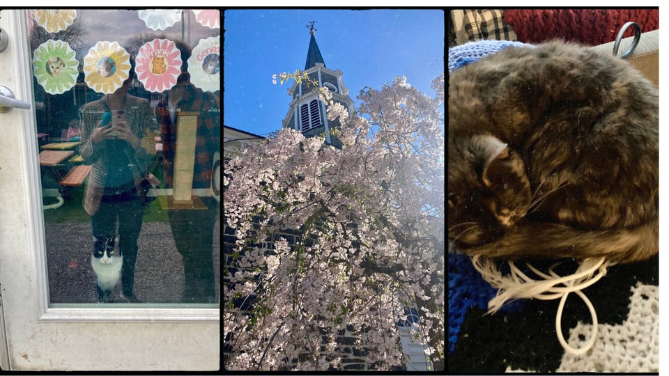 photo grid with three pictures. L-R: a glass-front door with a tuxedo cat behind it and D reflected in it; a white cherry tree in blossom in front of a church; a gray tortie cat curled up on a piece of white string.
