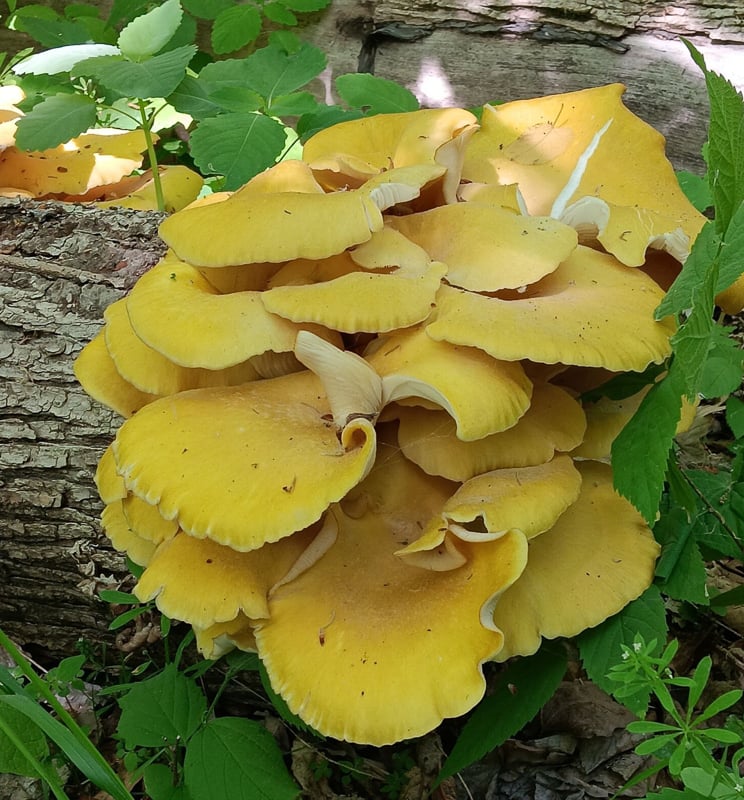 Seeing lots of these in the woods? They’re golden oysters (Pleurotus citrinopileatus), and suddenly they’re everywhere, colonizing fallen trees with vigor. When small and fresh, they’re great to harvest, cook and eat. (Those mushroom kits you can buy to grow them in your kitchen are usually some version of oysters.) But we’re still not sure how we feel about goldens – they’re lab/farm escapees, engineered to grow fast, and we worry a bit that they’re pushing out native oyster mushrooms. Time will tell. / Photo by Barb Partington