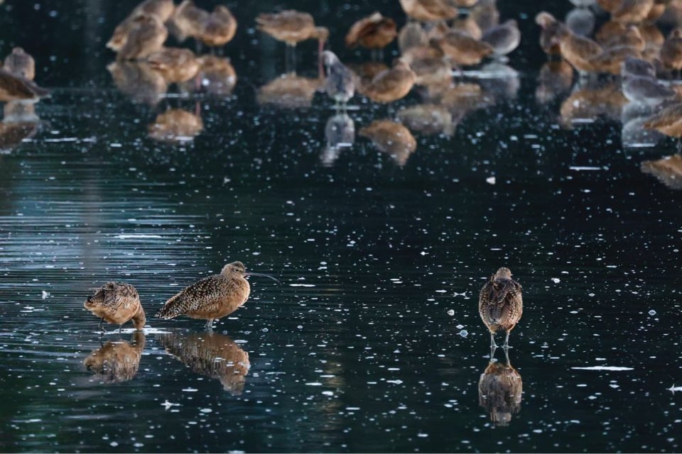 A long-billed curlew stands in the foreground with various shorebirds in the background. Splotches of brown and grey against deep teal water