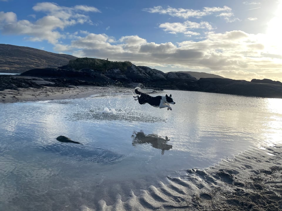 Colour photo of a smooth-haired black and white collie dog, Chip, fully extended in the air as he leaps over a stream on a sandy beach. In the background are a large rocky outcrop, mountains, and a cloudy but also sunny mid-winter sky.