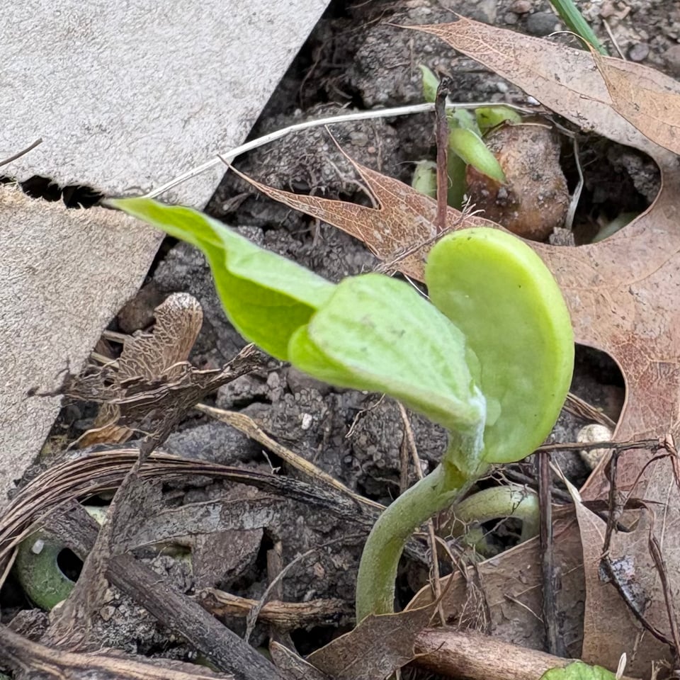 A bean seedling working on its first true leaf