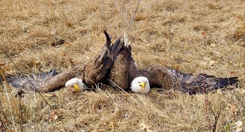 Whoa! You hear about Bald Eagles getting tangled up during fights, but don’t often witness it. Frontenac State park manager Jake Gaster recently recorded the aftermath of one such dramatic encounter. These two noble knuckleheads had a fight, got locked together, plunged to Earth, and lay stunned for a while before they were persuaded to disengage. (We shouldn’t anthropomorphize, but we think they look a tad abashed here.) One flew off and the other was taken to the National Eagle Center in Wabasha for some patching-up. (Note: If you find an injured raptor, go to https://raptor.umn.edu/ for advice and help.) / Photo by Jake Gaster