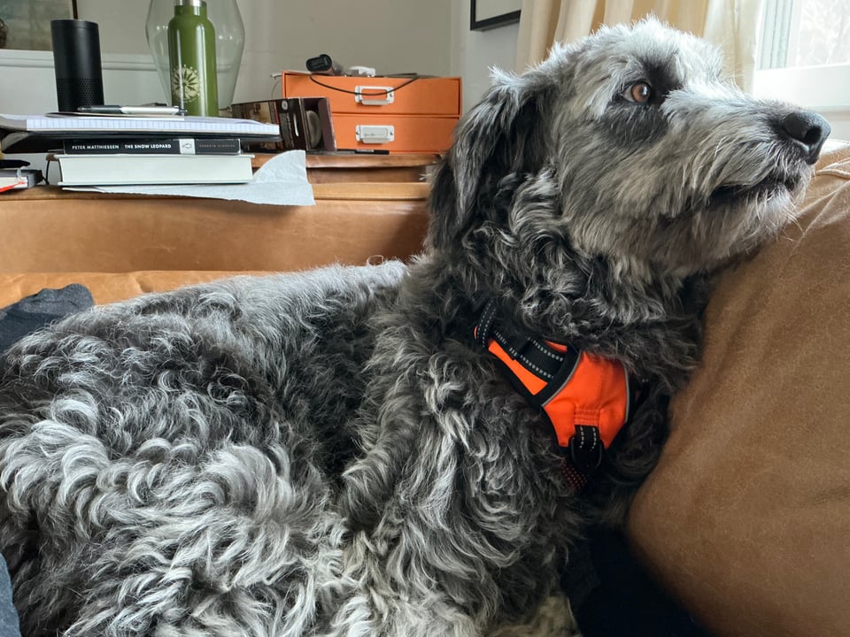 Photo of grey Aussiedoodle curled up on a leather sofa, with her head up on the back of it, looking out a window. She's wearing a safety-orange harness