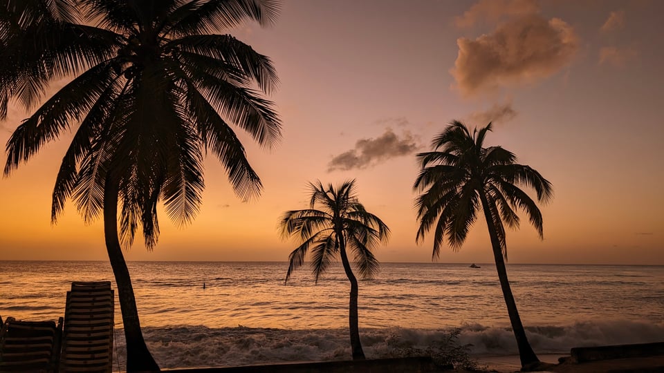 A photo of palm trees against an ocean, at sunset