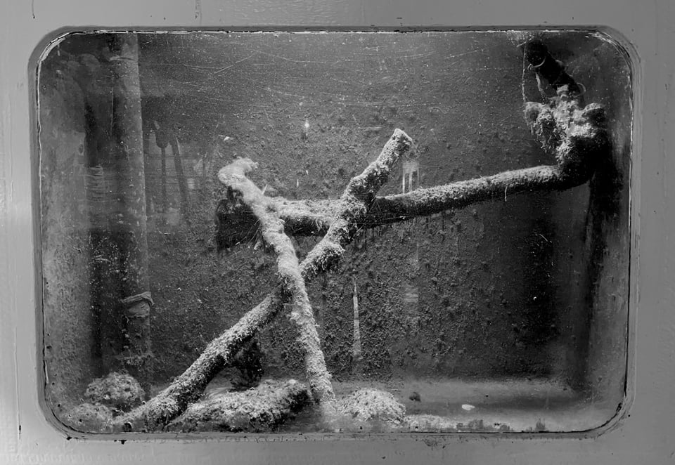 Inside a glass tank built into the wall, three sticks converge in a kind of structure, moss or algae grow over them and the back wall of the tank.