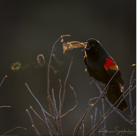 A red winged blackbird sitting on a leafless branch in the winter; its mouth is open and you can see three of what look like round smoke rings coming out of its mouth