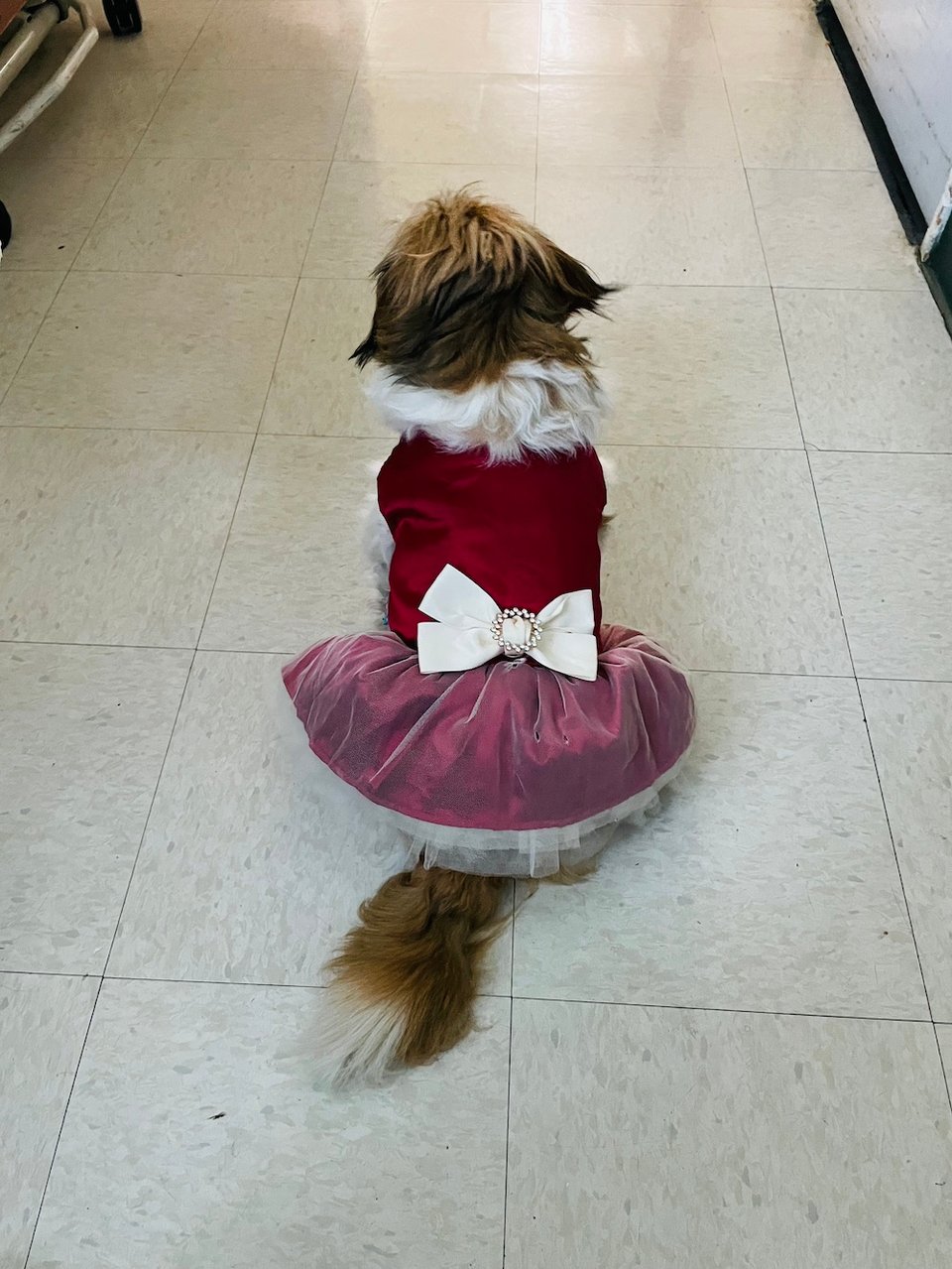the rear end of a sweet dog wearing a red dress with a white bow on a linoleum floor