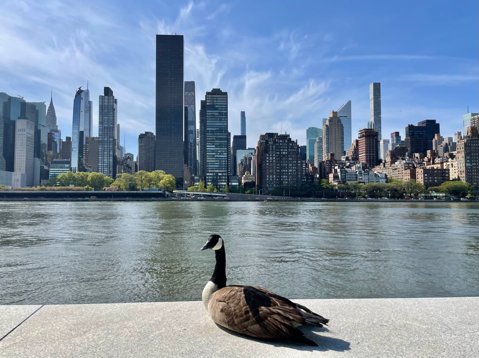 a goose sitting on a ledge in front of the river and skyline