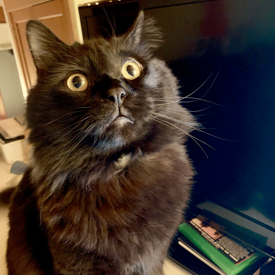 a medium-hair black cat looks at the camera with wide yellow eyes and one ear pointed out to the side