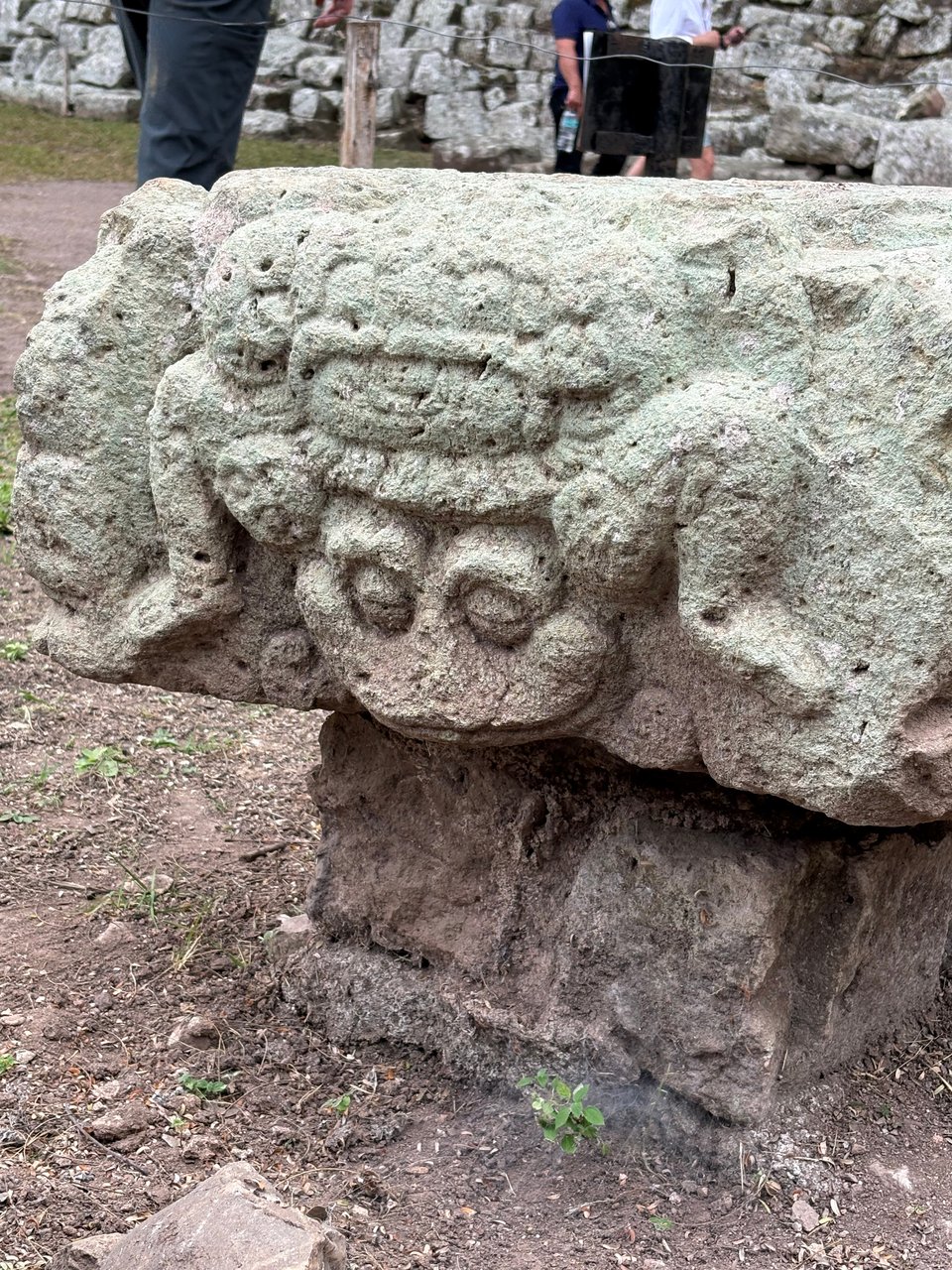 A frog head with its bent legs on either side, with closed eyes and a pursed lipped smile