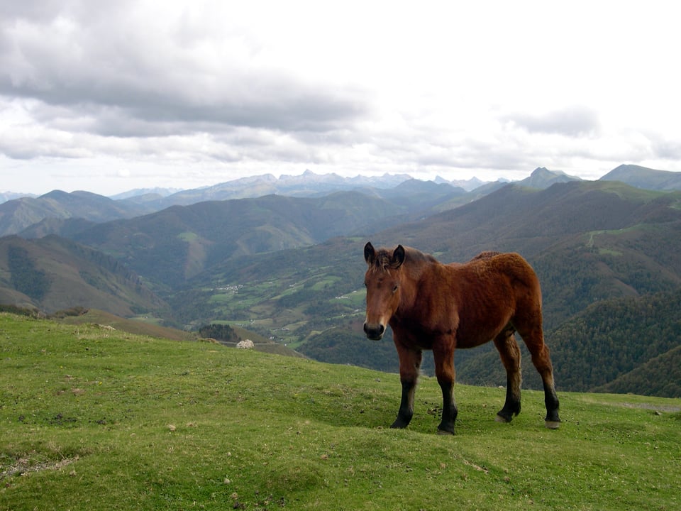 A Basque pottoka stands defiantly claiming its place and staring at the camera with a stunning view of the Basque Pyrenees behind.