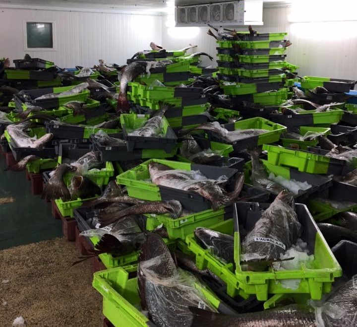 Plusieurs tonnes de maigres géniteurs sur le point de se reproduire dans l'estuaire de la Gironde capturées en une seule journée.