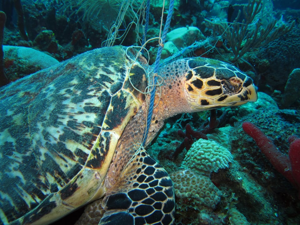Tortue marine noyée dans un filet de pêche. Photo de Claire JEUFFROY.