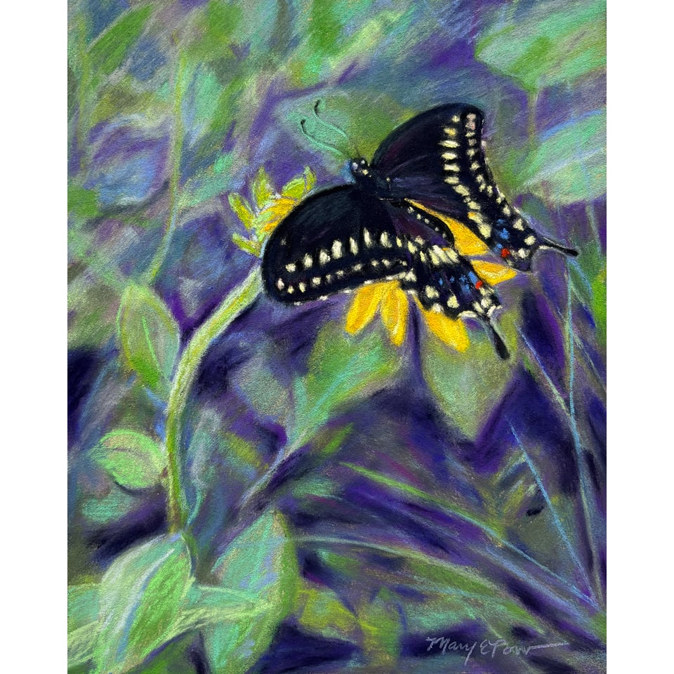 Black Swallowtail artwork