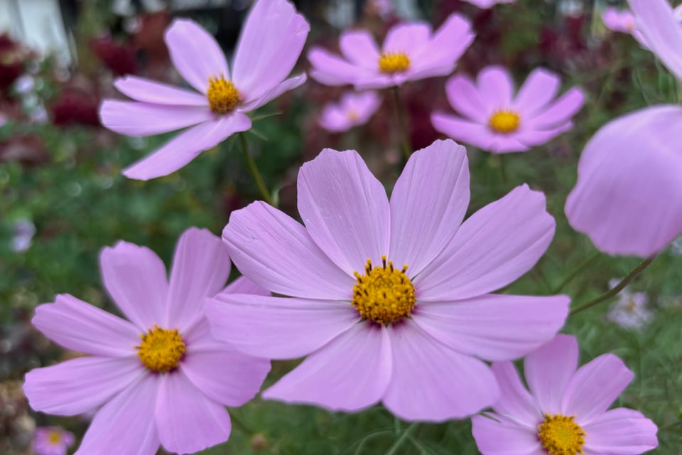 Lavender cosmos in soft light