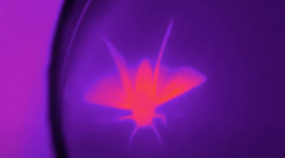 An infrared image of a butterfly glowing hot pink against a cooler, purple petri dish, from Columbia University's engineering work on passive cooling