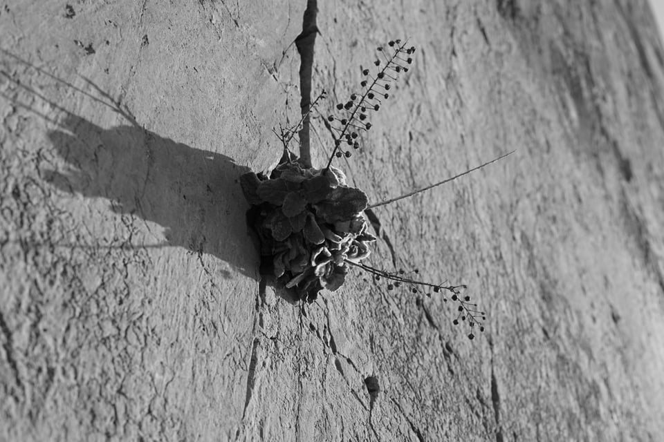 A small shrub growing out of a crack in a sheer rock face. Black and white.