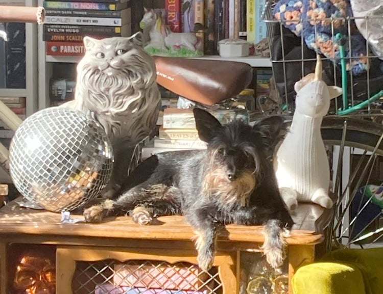 a small black dog lounges on a side table with miscellaneous objects, including a stuffed unicorn and a side-eyeing cat sculpture and a disco ball.