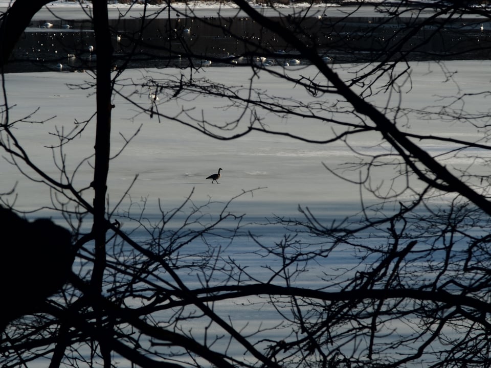 A lone adolescent swan walking across the ice