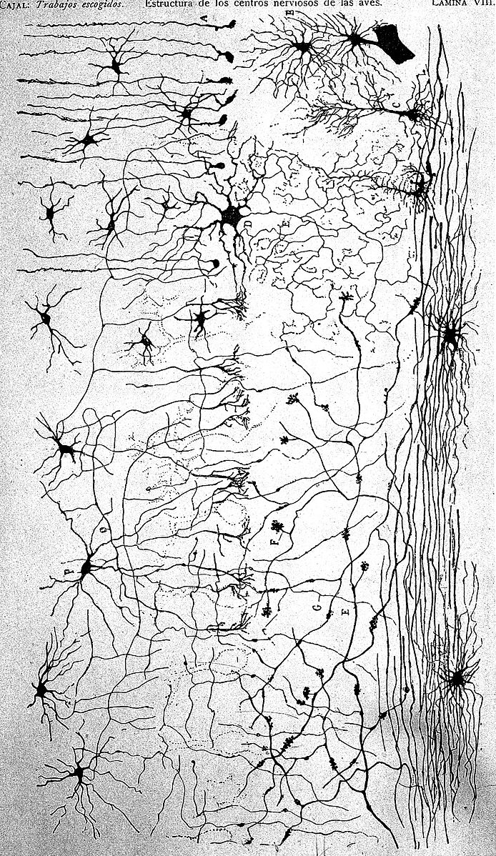 A black and white image of Ramón y Cajal's drawing of brain cells.
